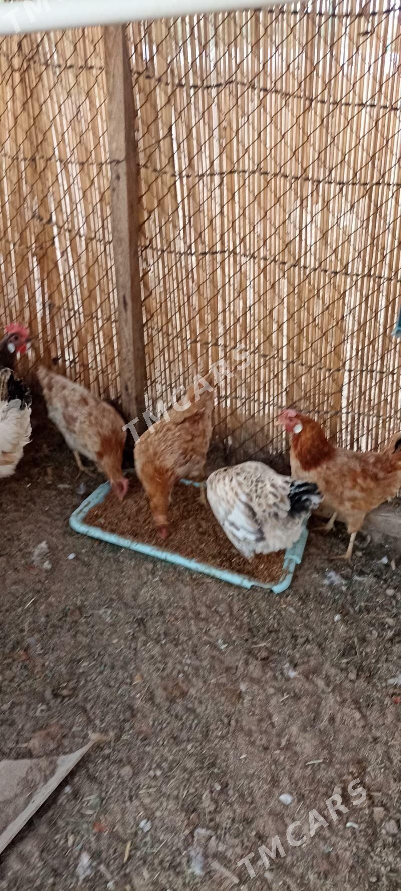 guzlap duran turkmen towuklar - Гёкдепе - img 2
