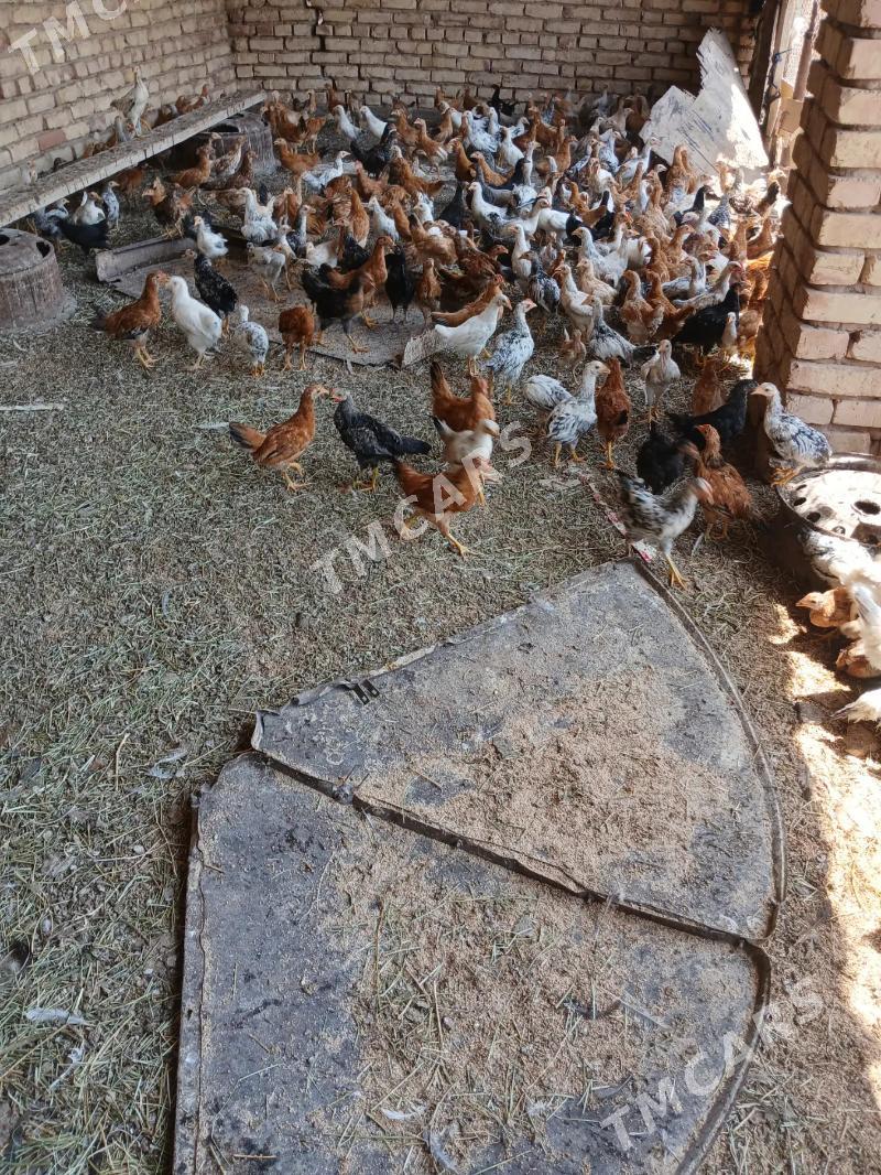 çuje 3aylyk  yagday gowy - Бабадайхан - img 3