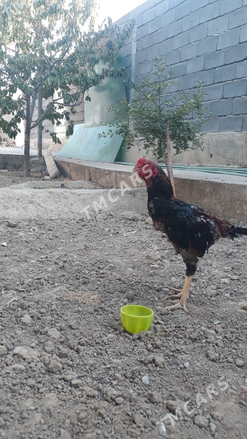Taşkent horaz - Анев - img 2