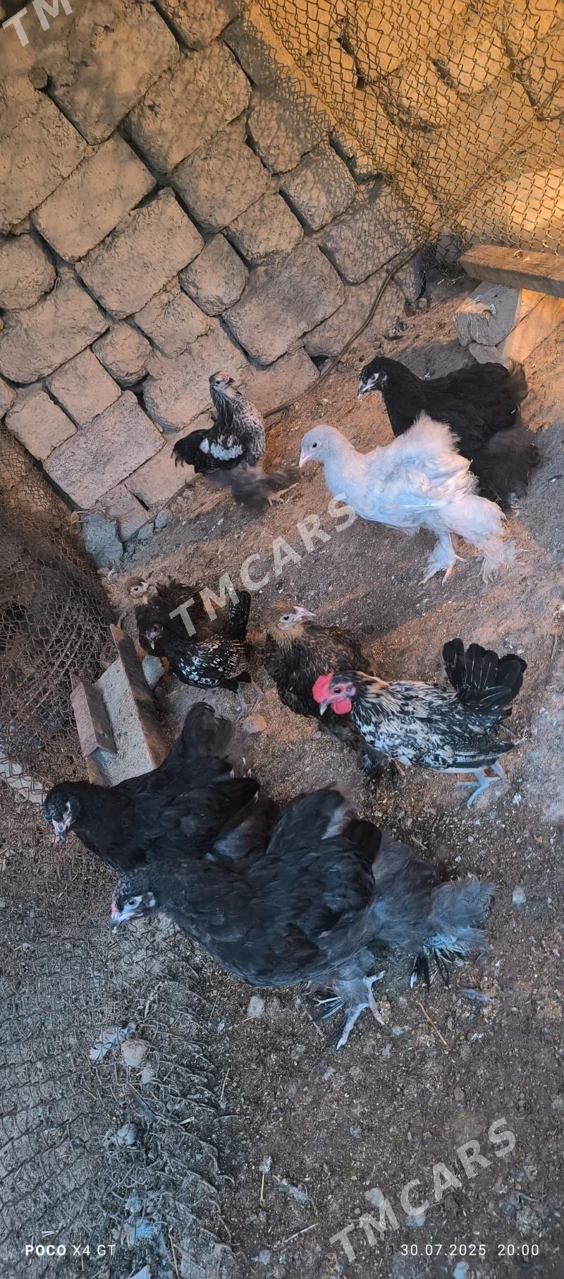 brama laset gara lavanda - Aşgabat - img 2