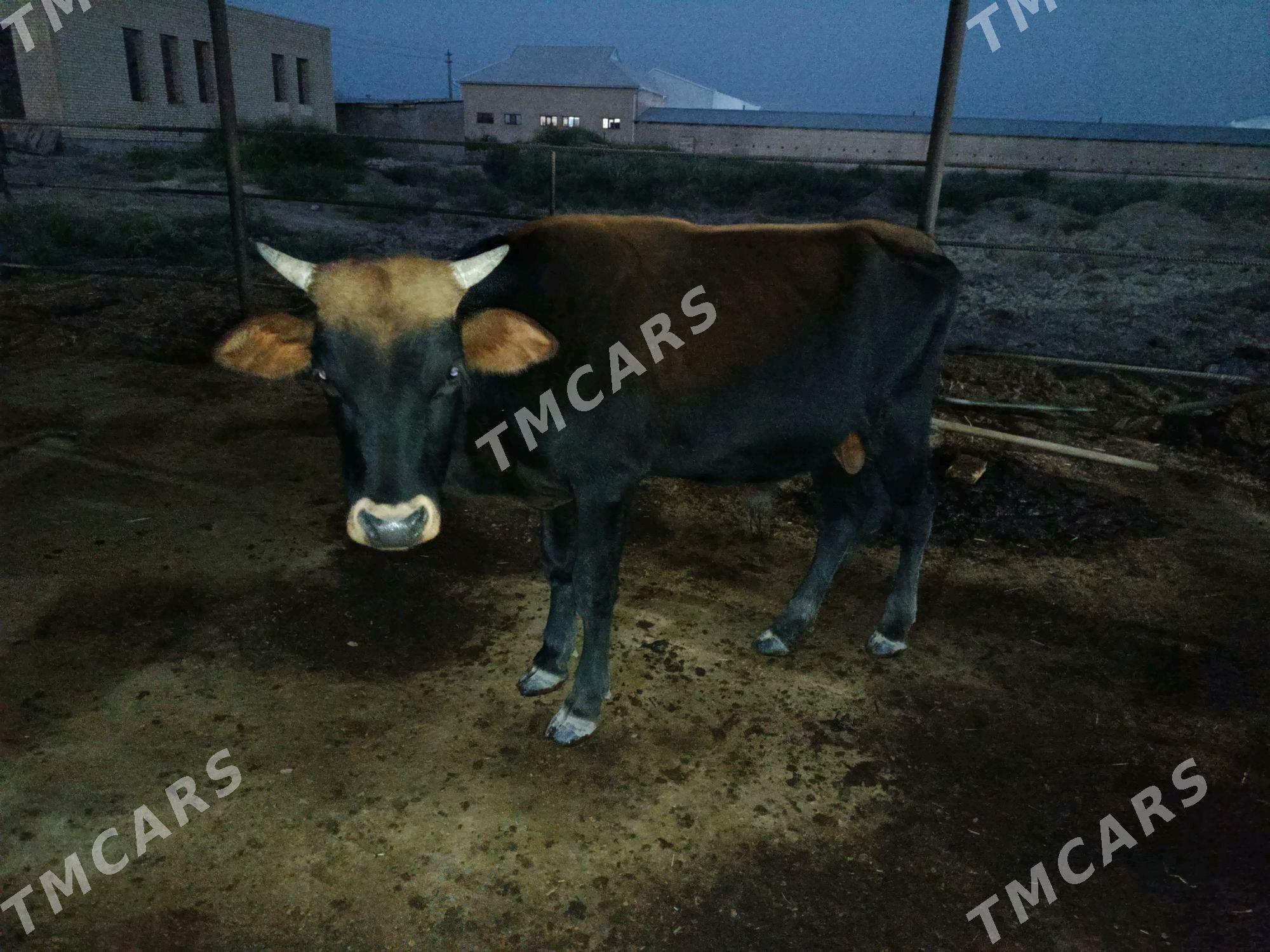 Okuzce - Murgap - img 2