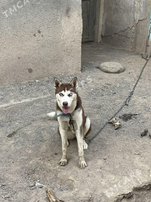 Haski - Aşgabat - img 5