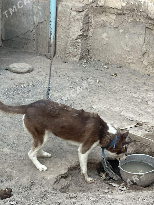 Haski - Aşgabat - img 3