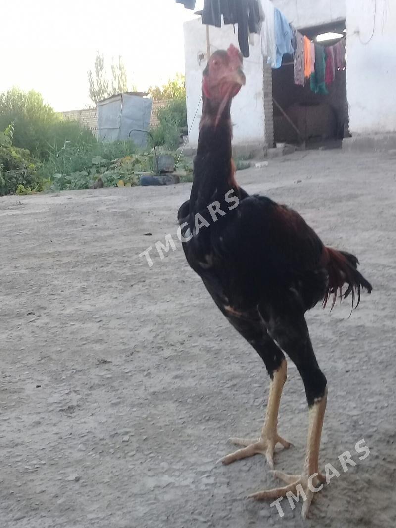 Samo ozbek  juje - Çärjew - img 2