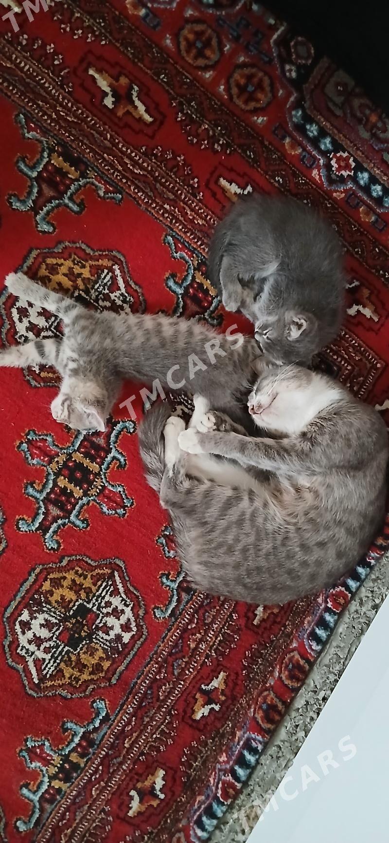 кошки домашние - Ашхабад - img 3