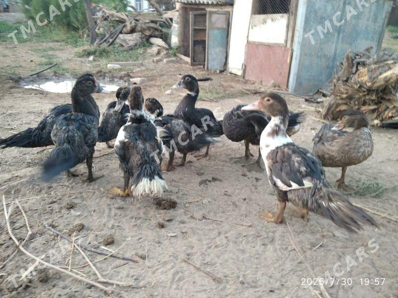 satlyk indutga ördek - Wekilbazar - img 3