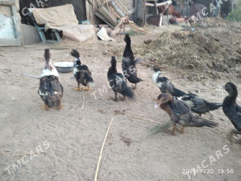 satlyk indutga ördek - Wekilbazar - img 2