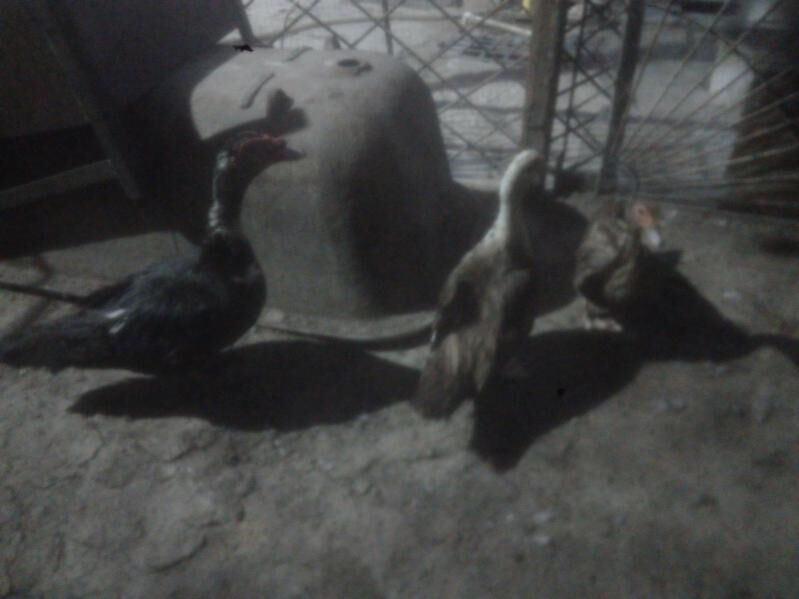 ordek - Balkanabat - img 2