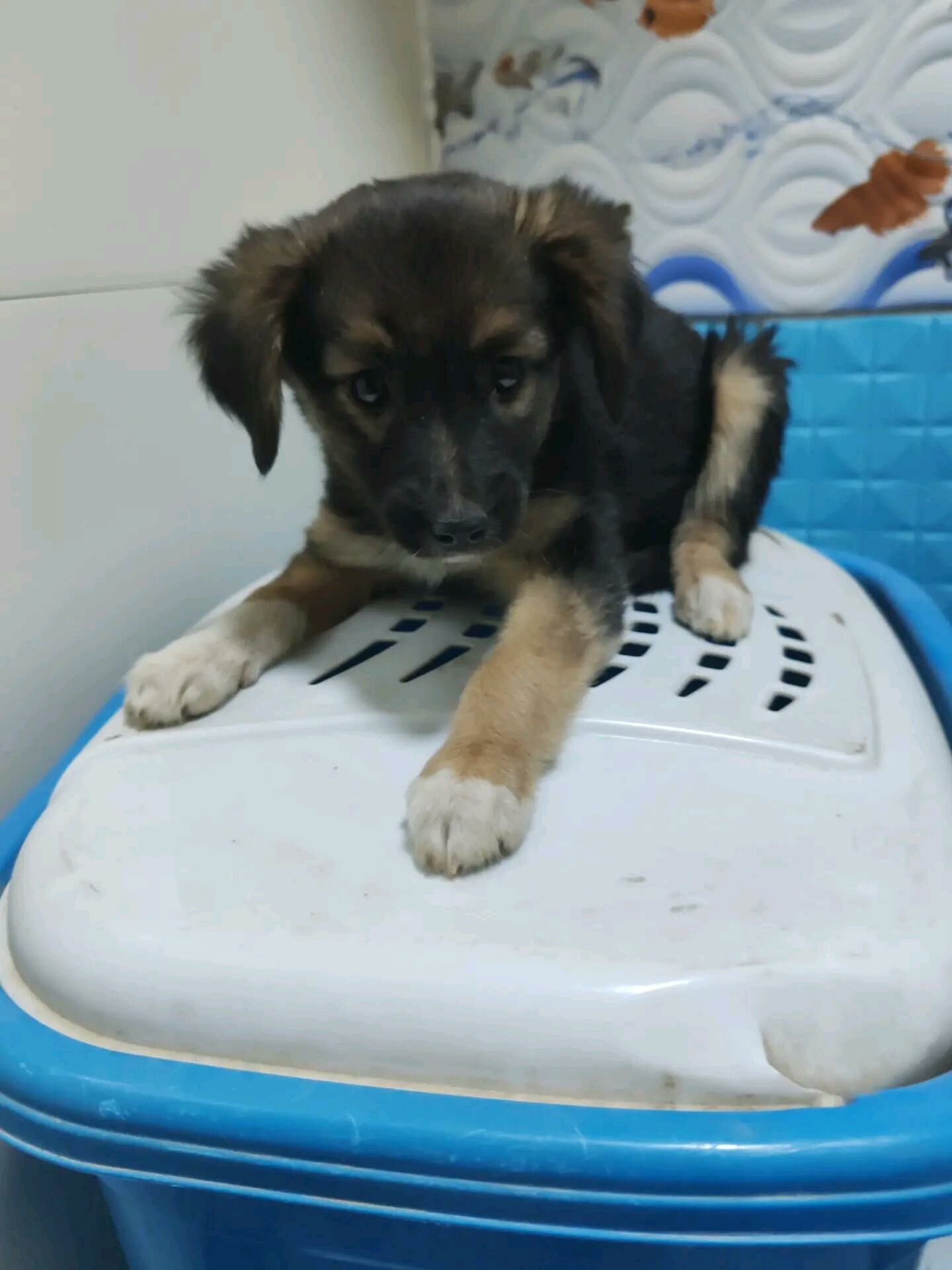 собака - Mary - img 2