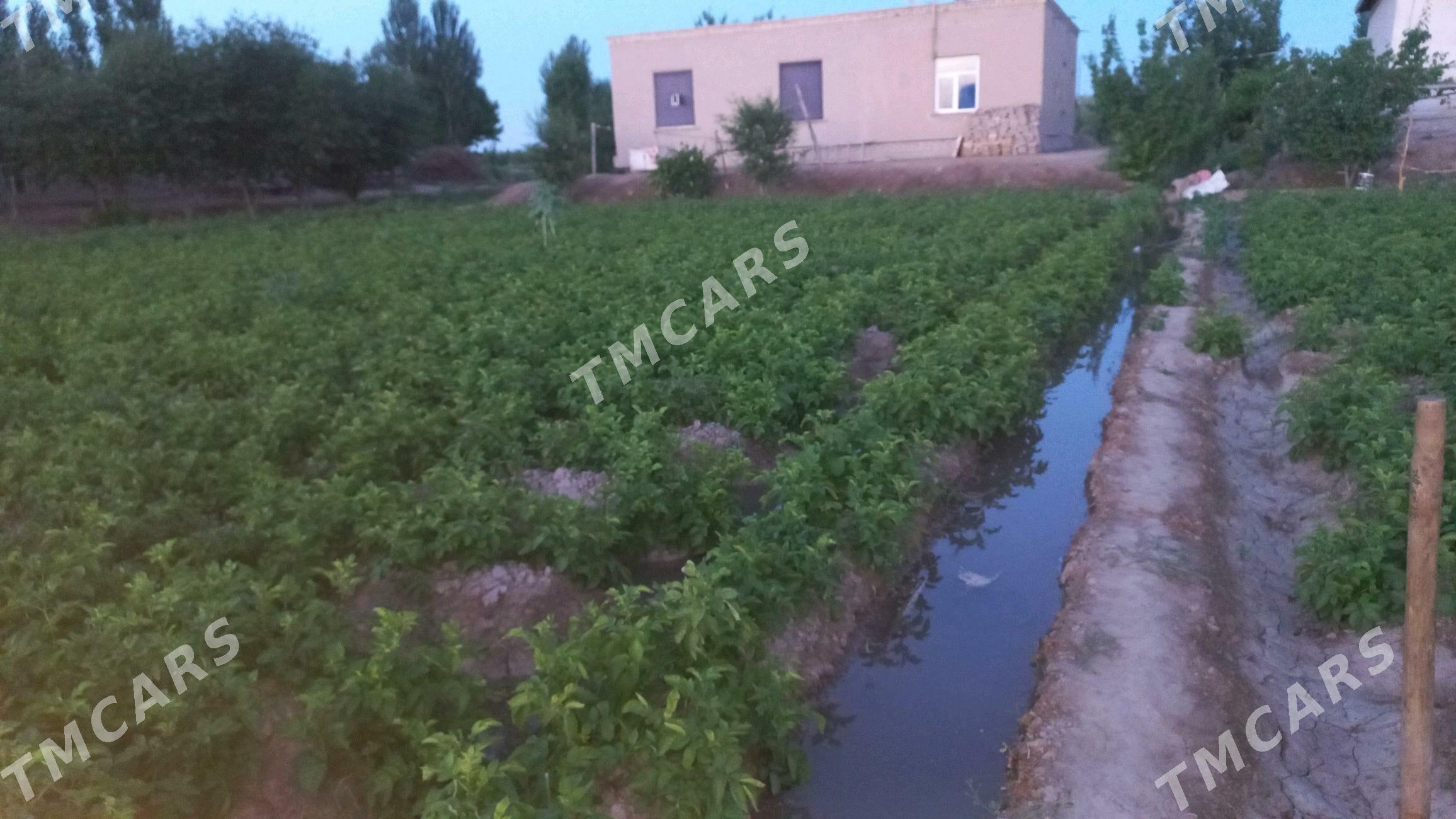 Iki sany ucatka jaym Sabat etr - Шабатский этрап - img 3