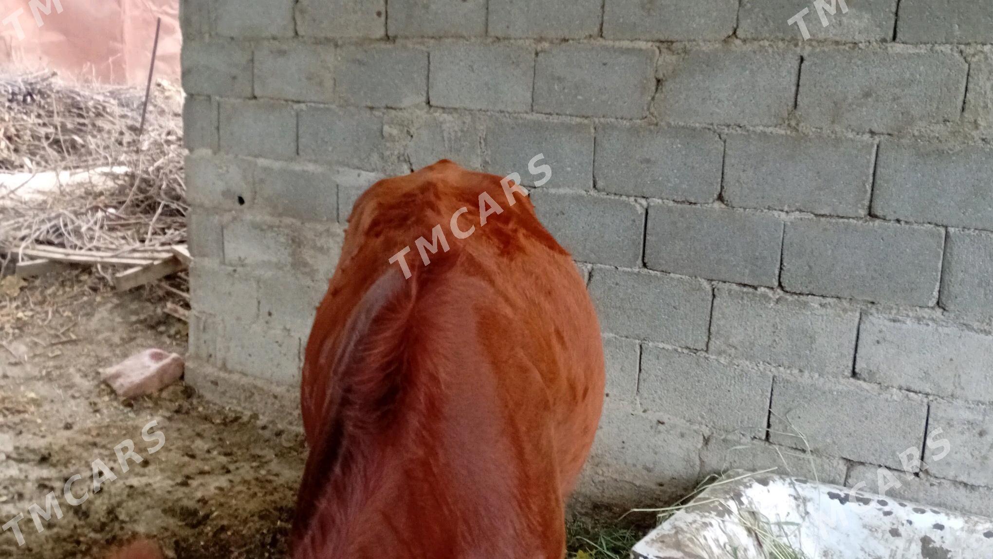 1ýaş 7 aýlyk tuwe - Gökdepe - img 1