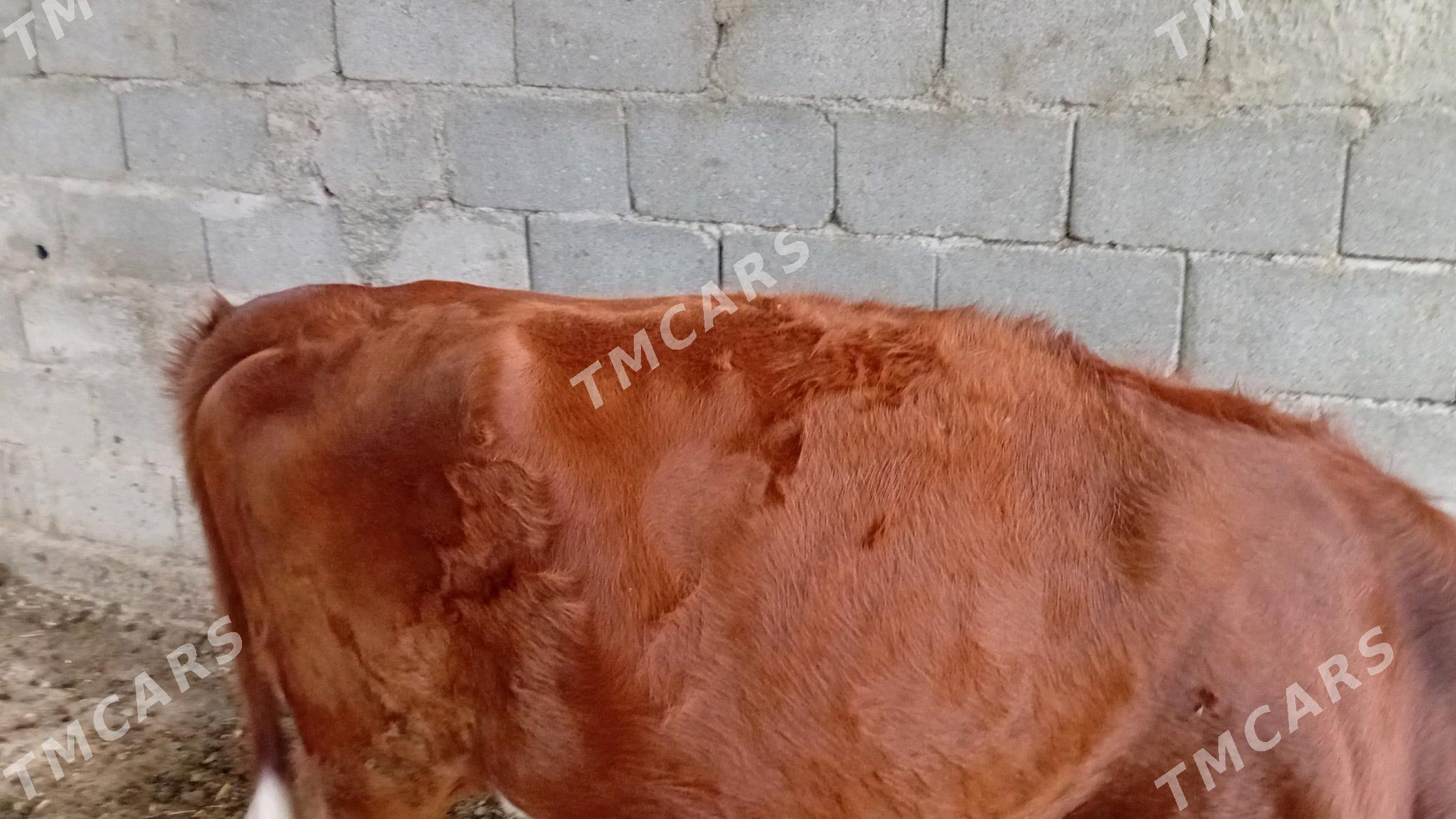 1ýaş 7 aýlyk tuwe - Gökdepe - img 3