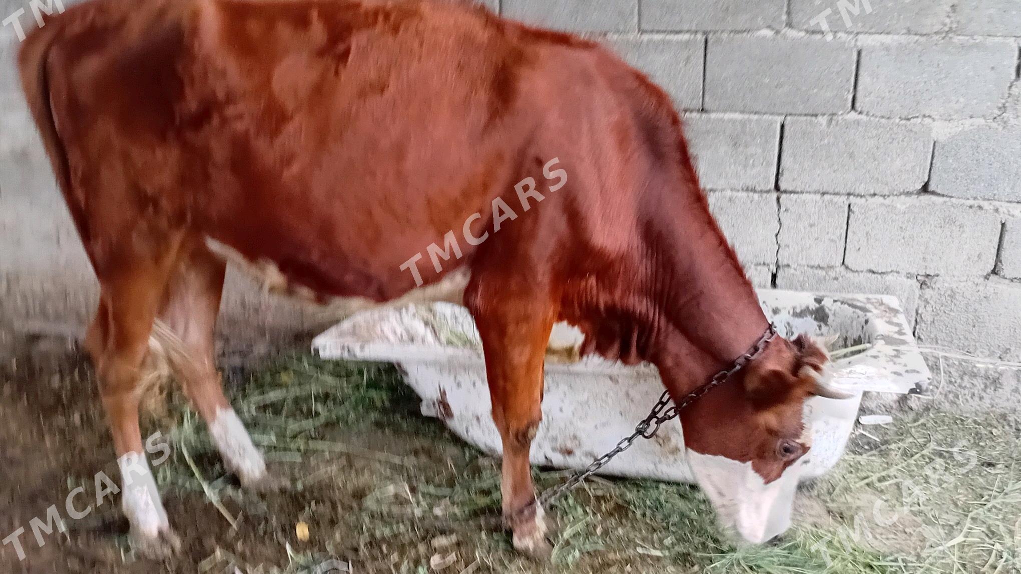 1ýaş 7 aýlyk tuwe - Gökdepe - img 4
