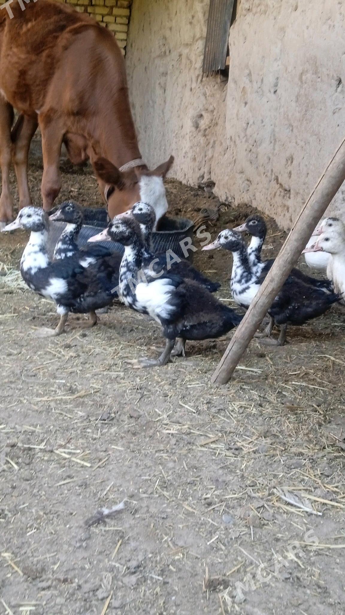 induşka - Daşoguz - img 2
