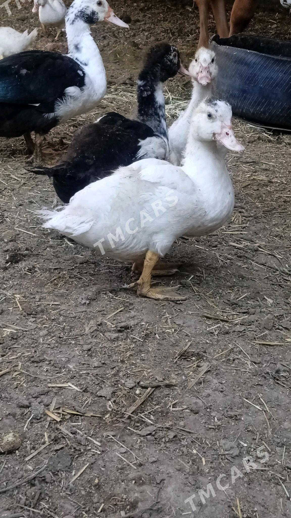 induşka - Daşoguz - img 1