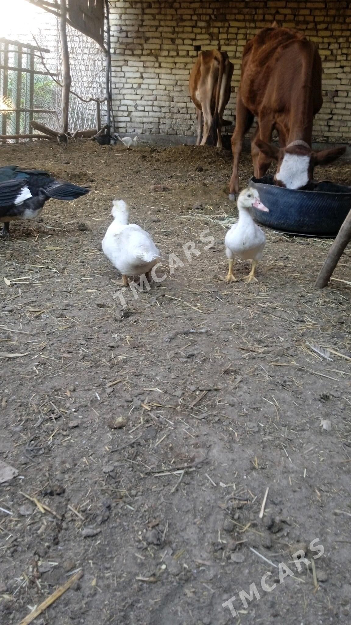 induşka - Daşoguz - img 6