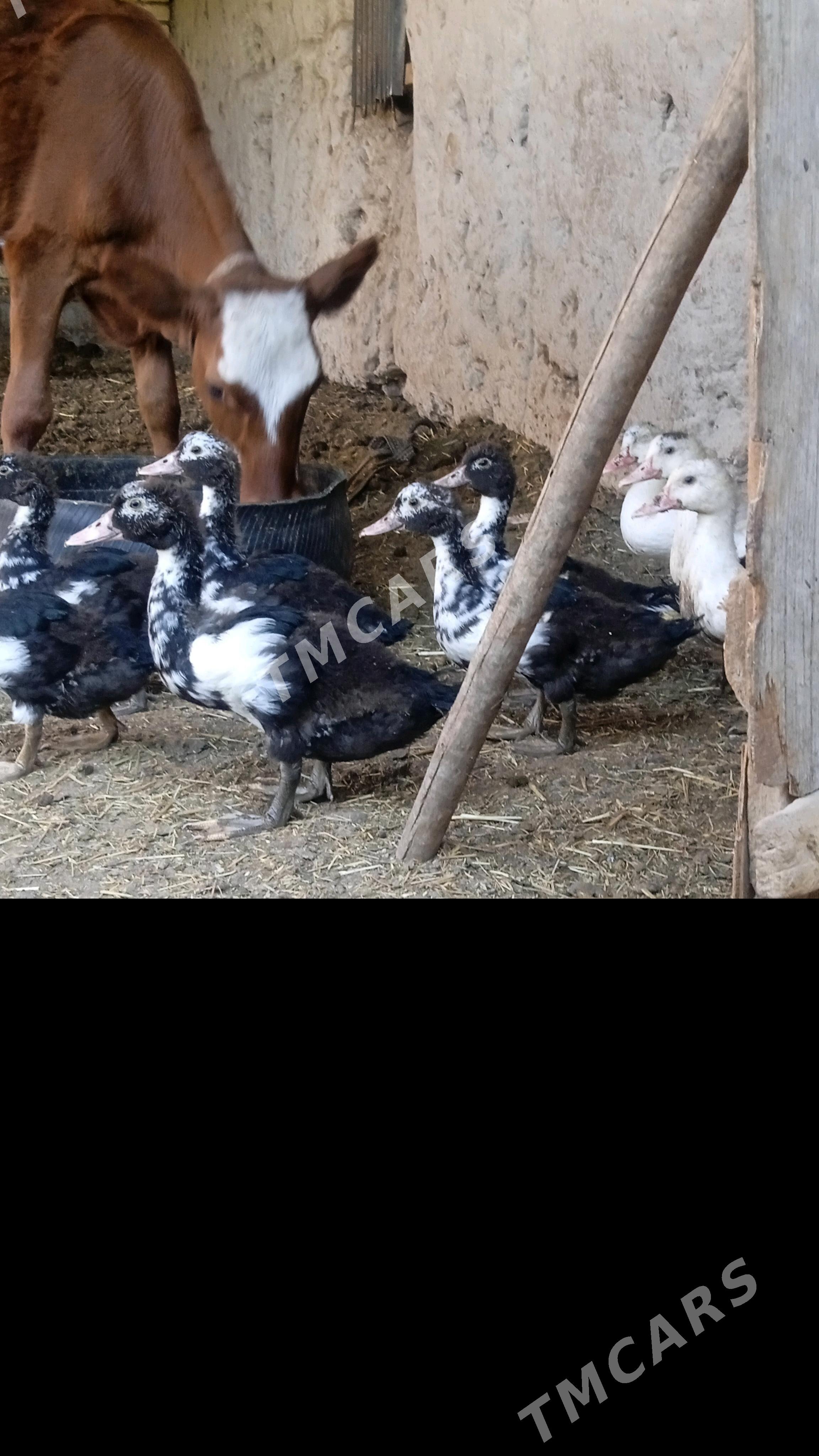 induşka - Daşoguz - img 8