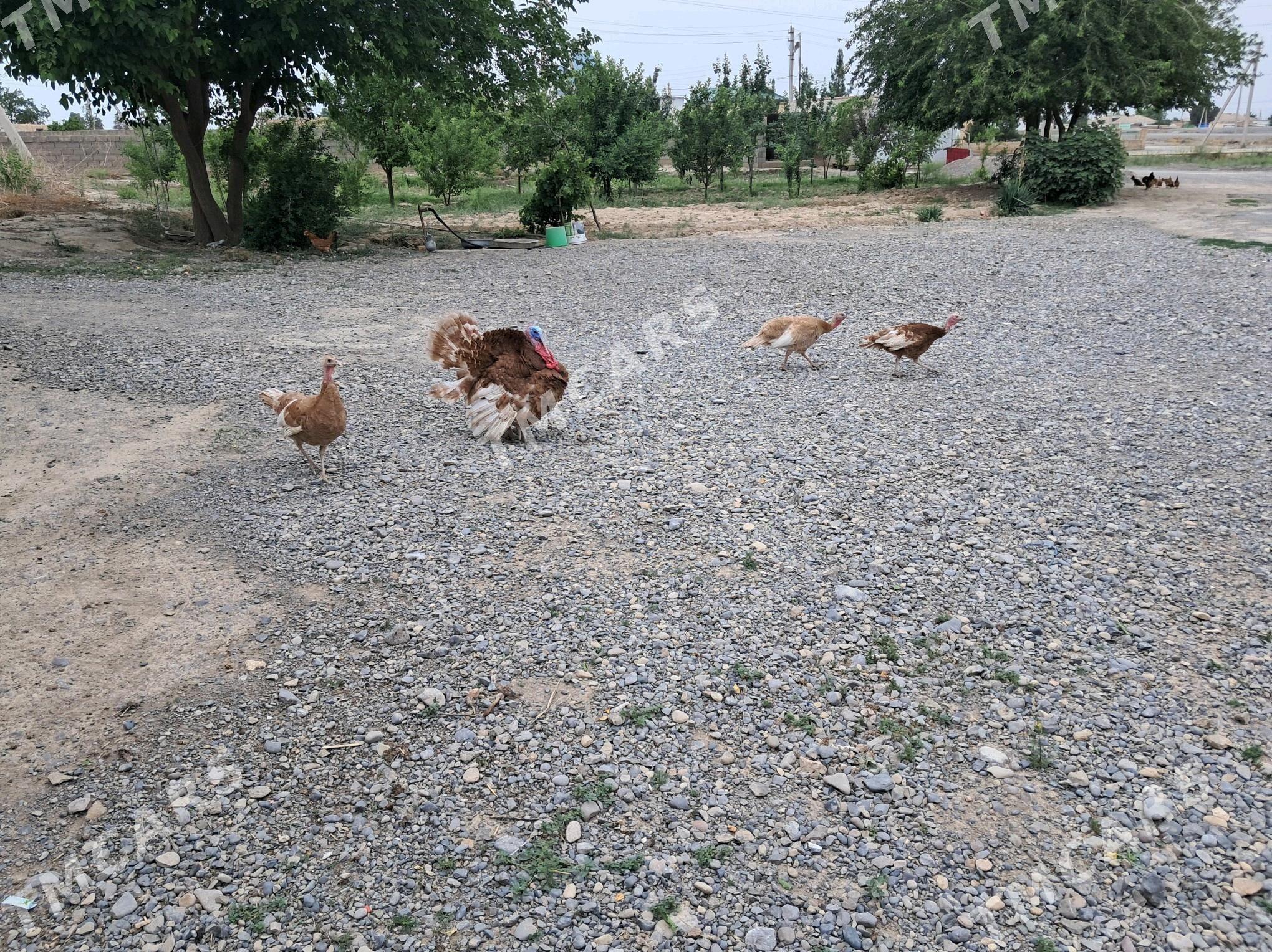 induk owgan - Кака - img 2