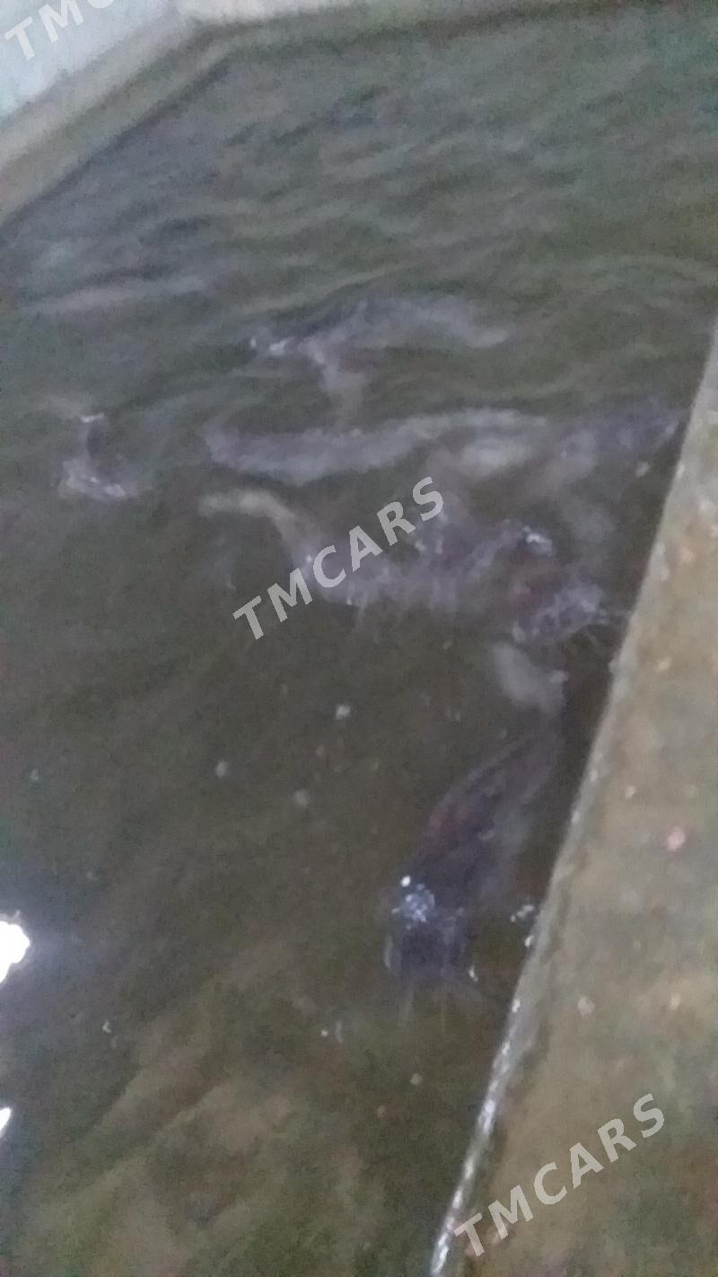 Taýar biznes - Bäherden - img 2