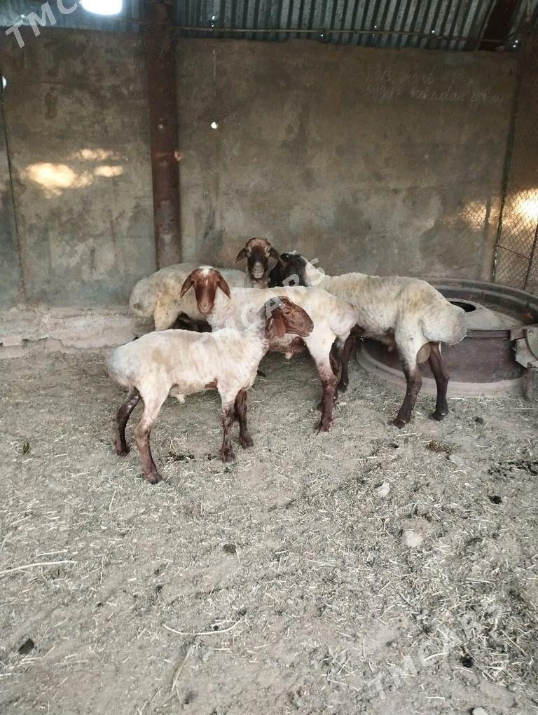 Goç - Серахс - img 2