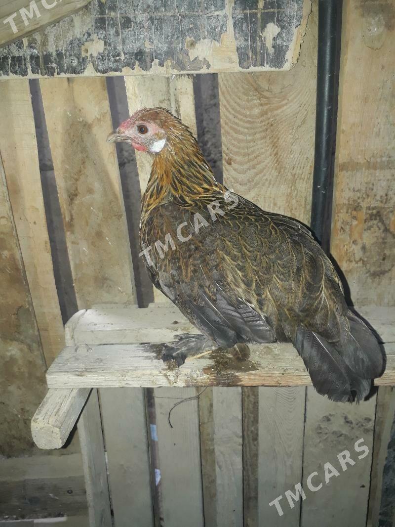 karlyk towuk - Бузмеин - img 2