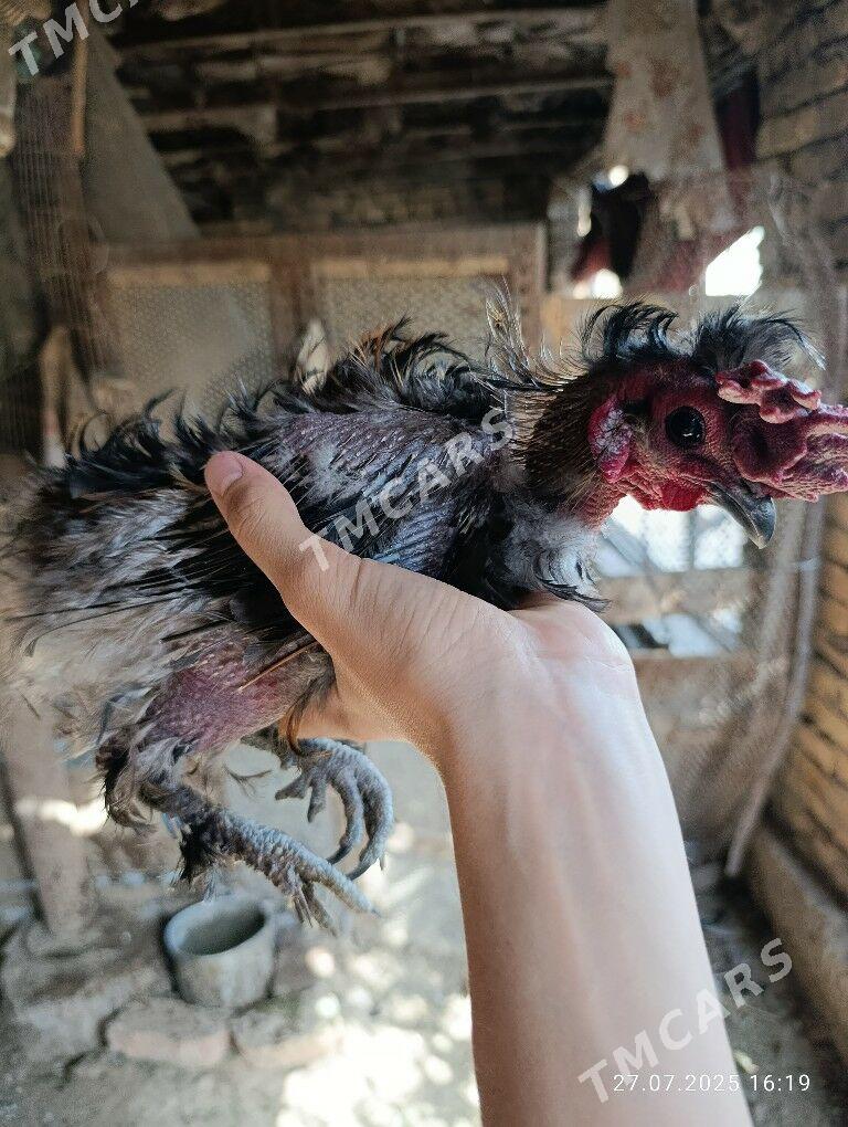 кирпи японский - Фарап - img 2