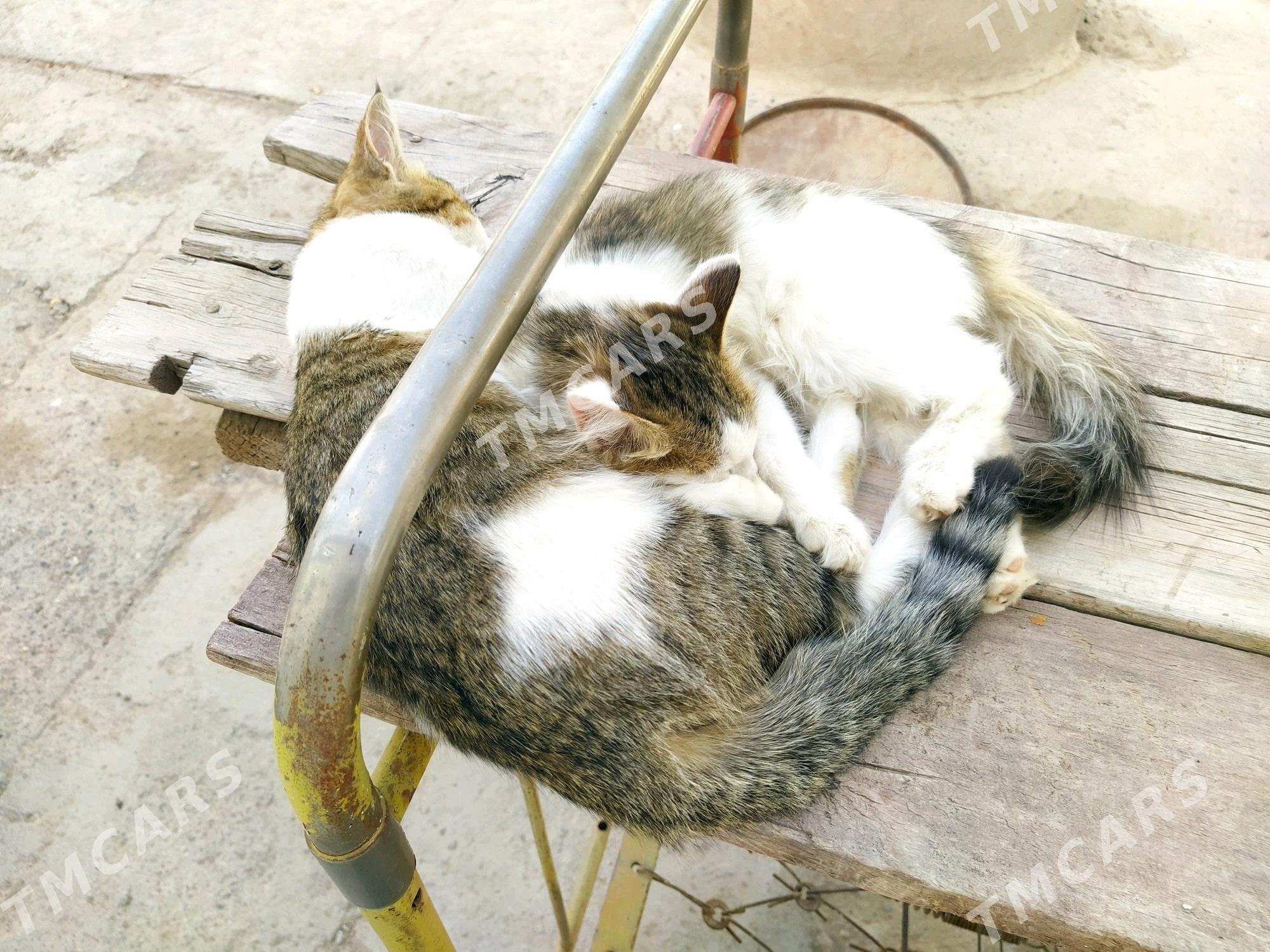 Pishik ( Кошки ) - Daşoguz - img 2