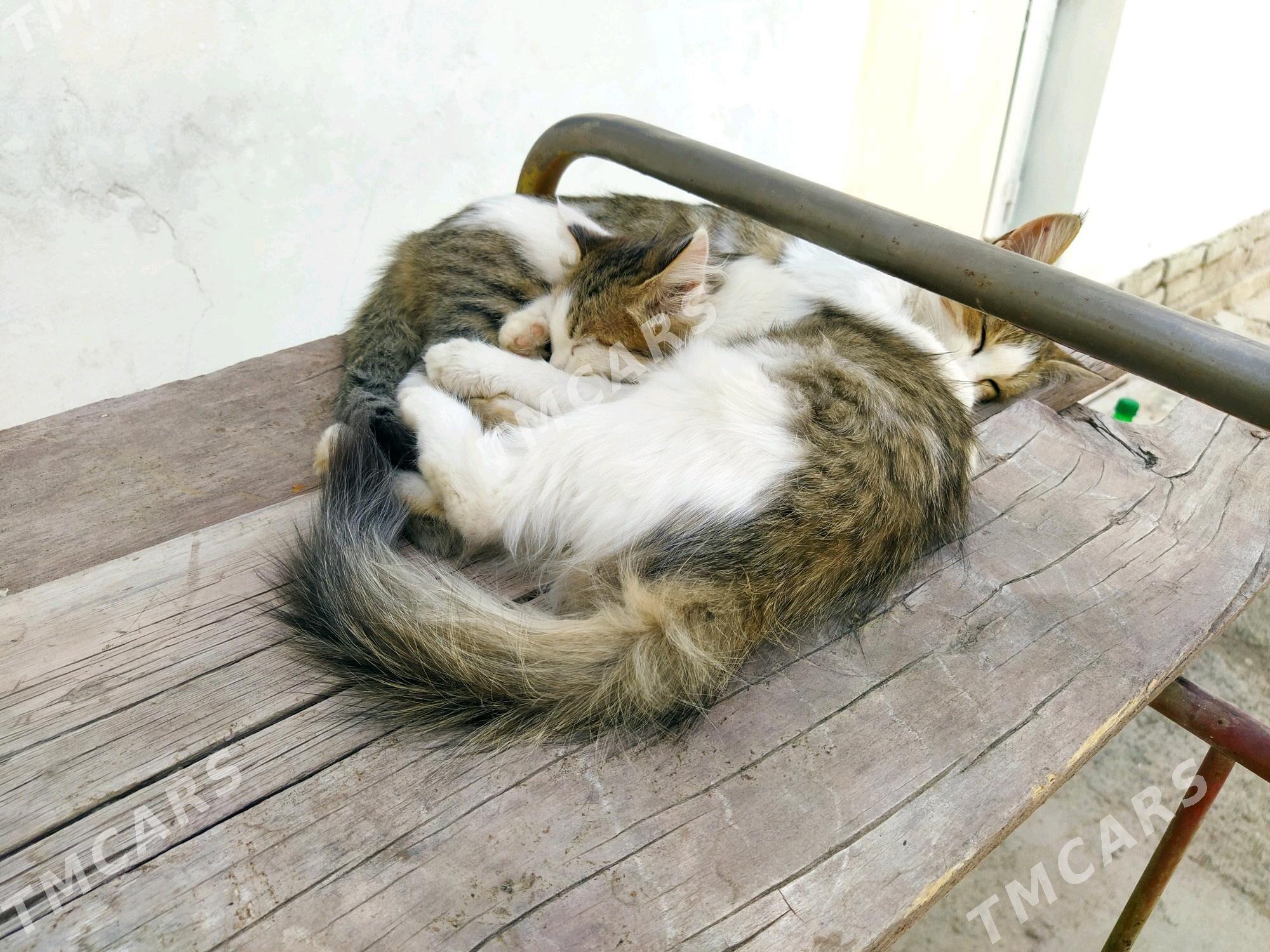 Pishik ( Кошки ) - Daşoguz - img 3