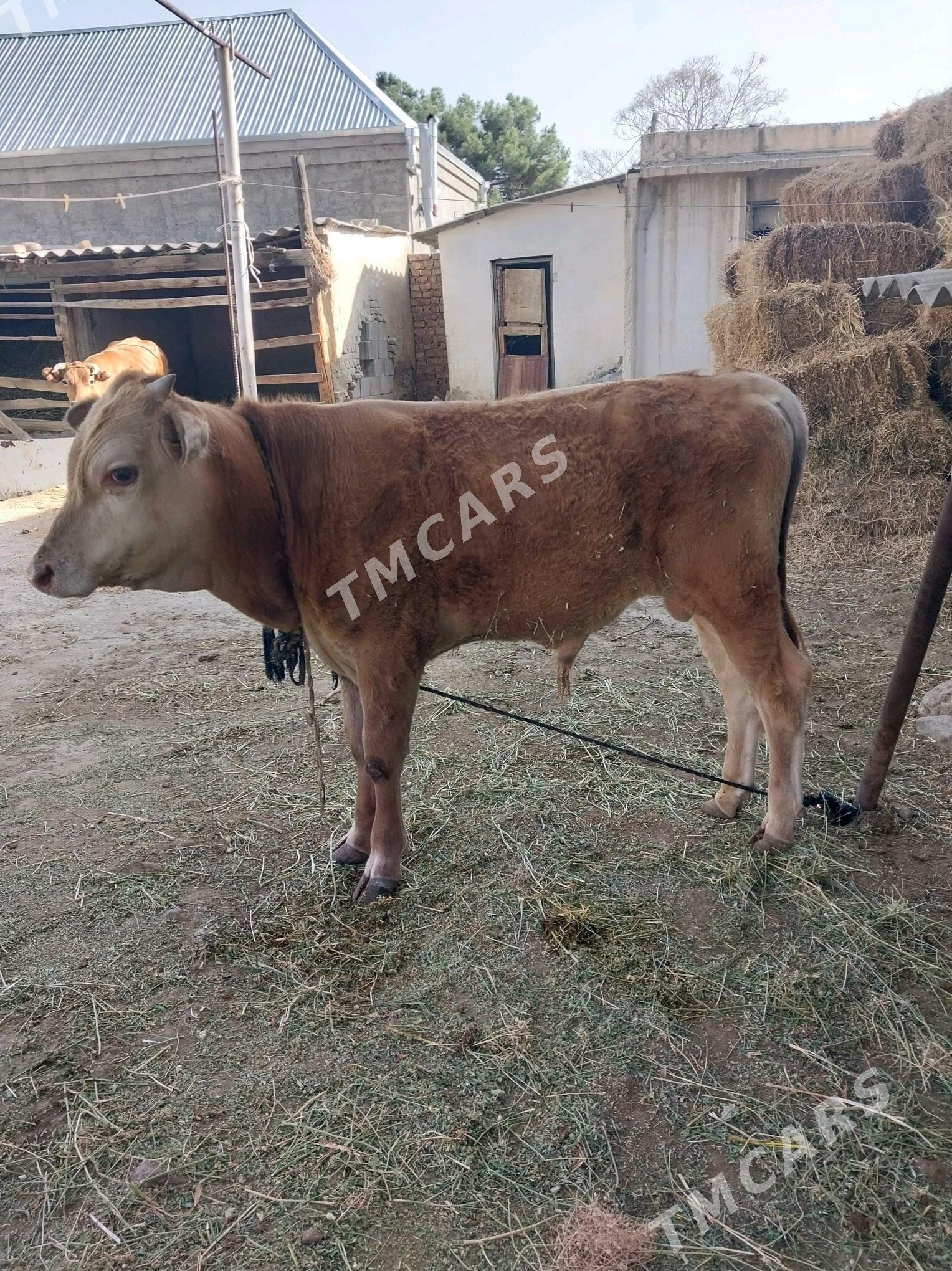 Okuzce - Бахарден - img 2