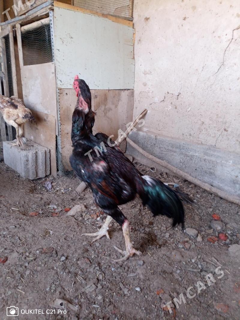 Horaz - Daşoguz - img 2