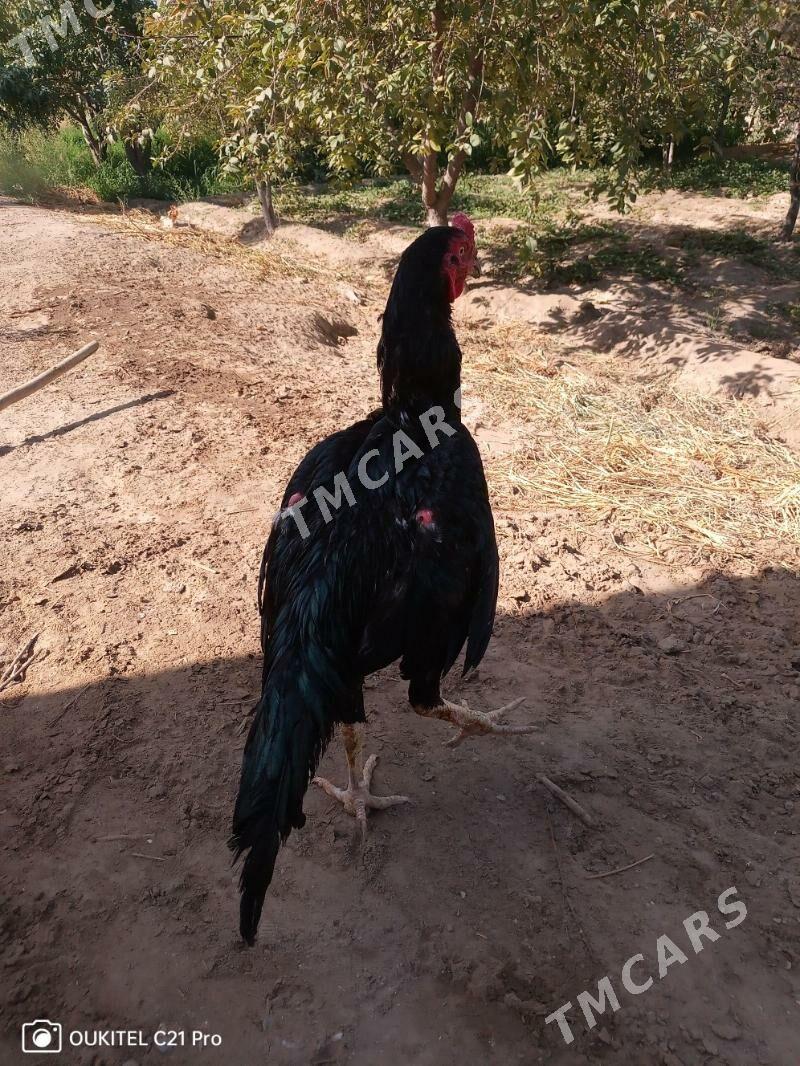 Horaz - Дашогуз - img 4