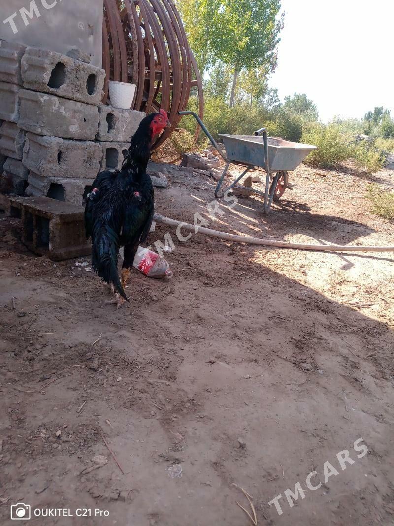 Horaz - Дашогуз - img 3