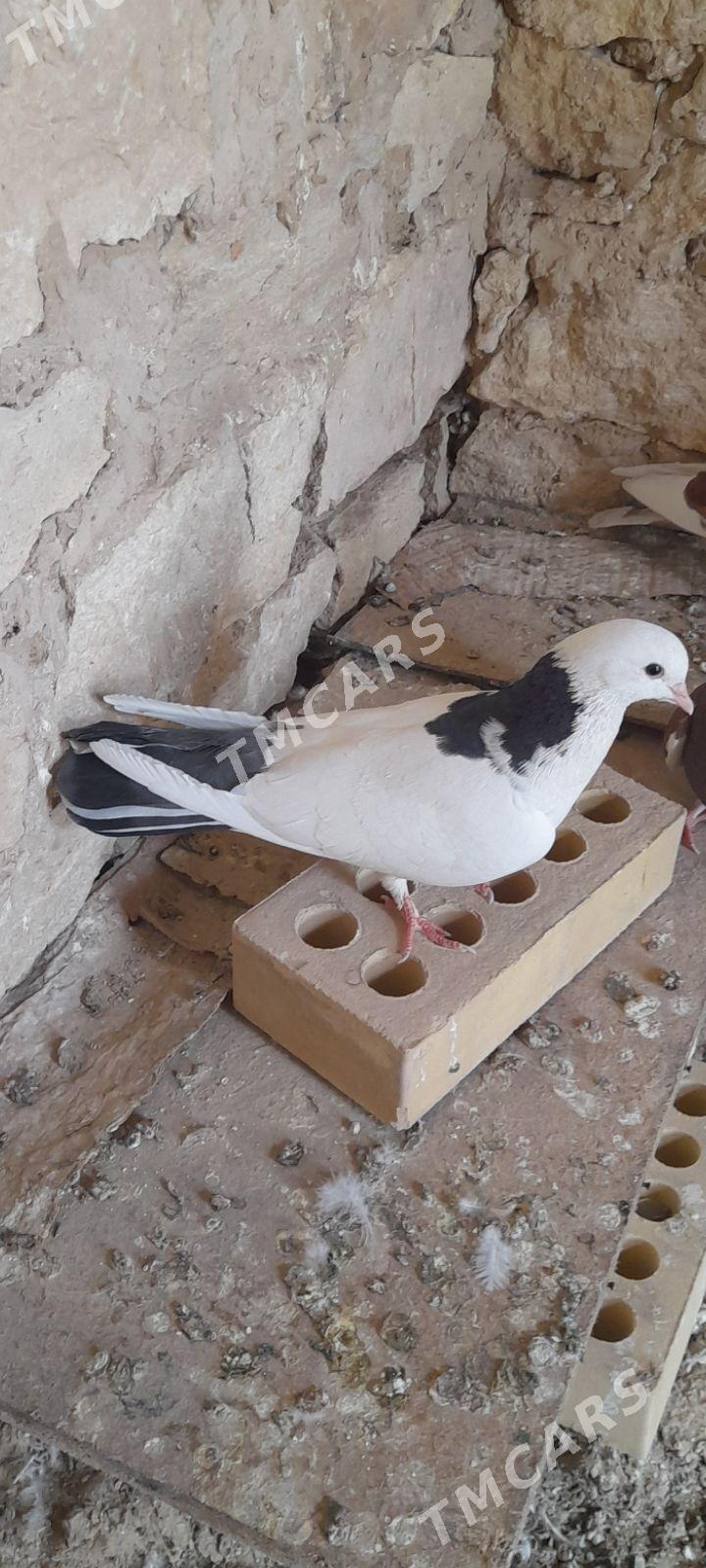 kepderi - Gyzylarbat - img 2