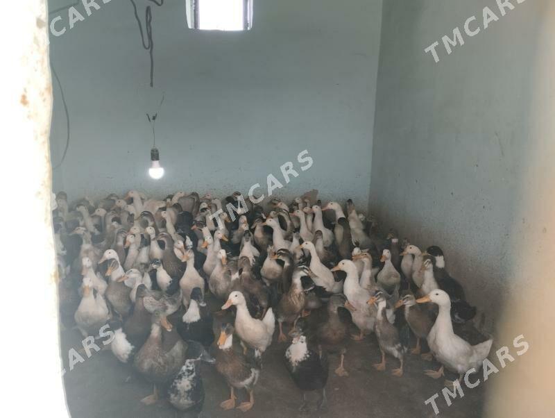 gak gak ordek - Baýramaly - img 2