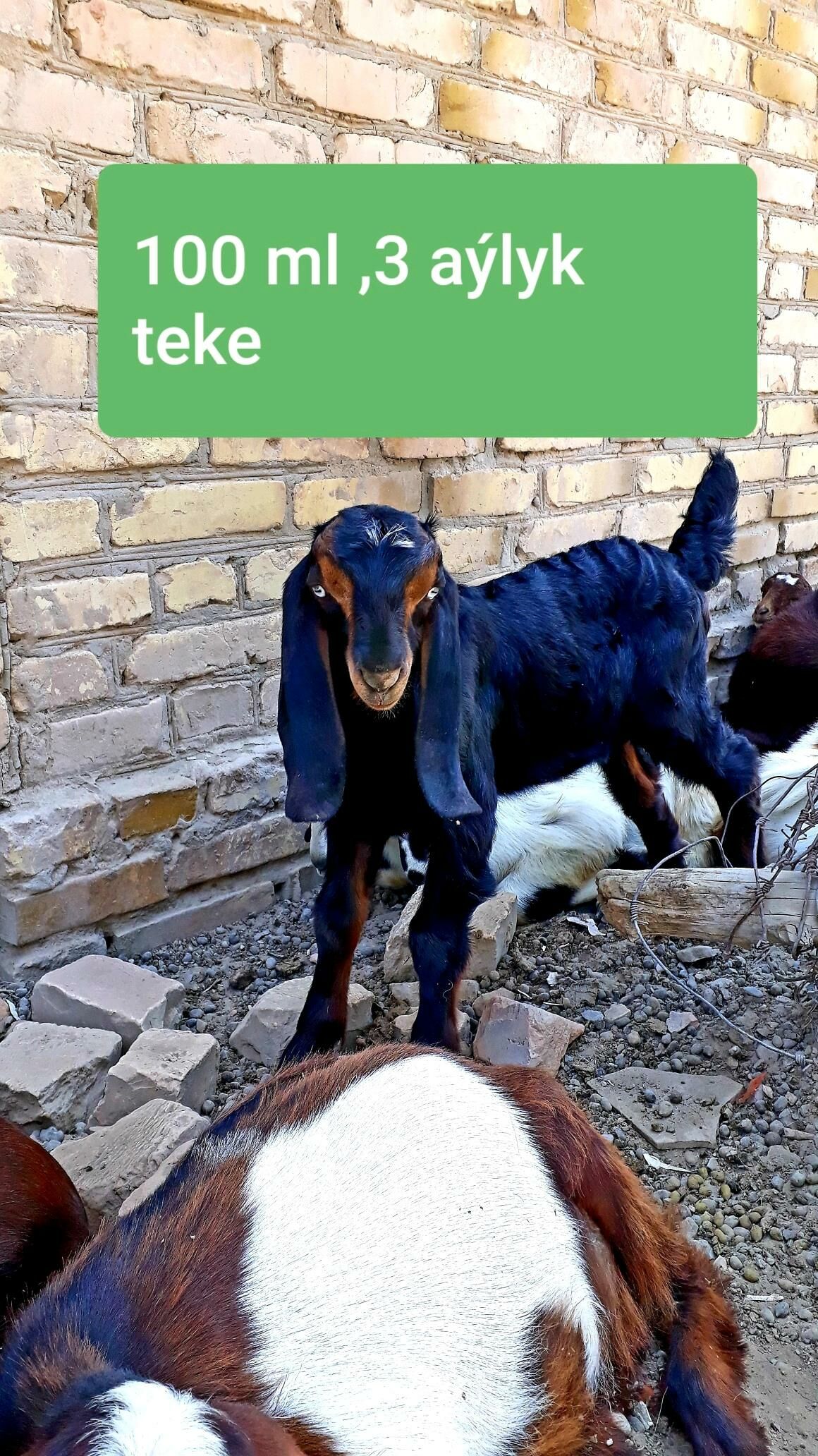 Pakistan Teke  - Дянев - img 3