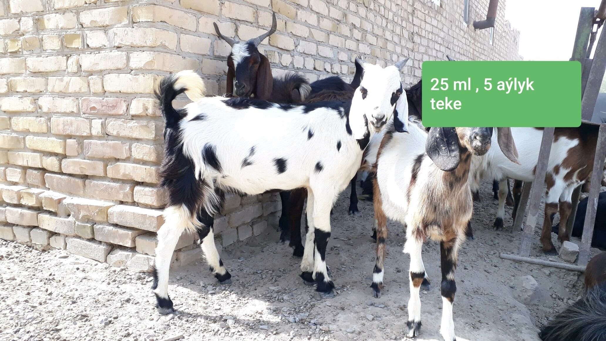 Pakistan Teke  - Дянев - img 6