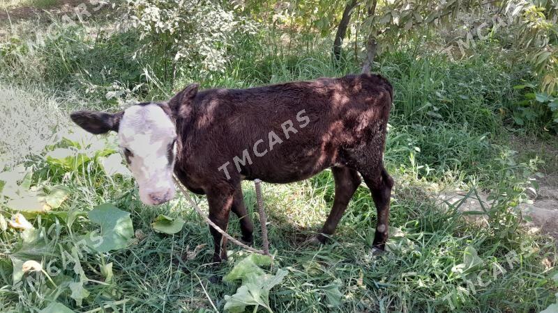 tüwe - Täze zaman - img 2