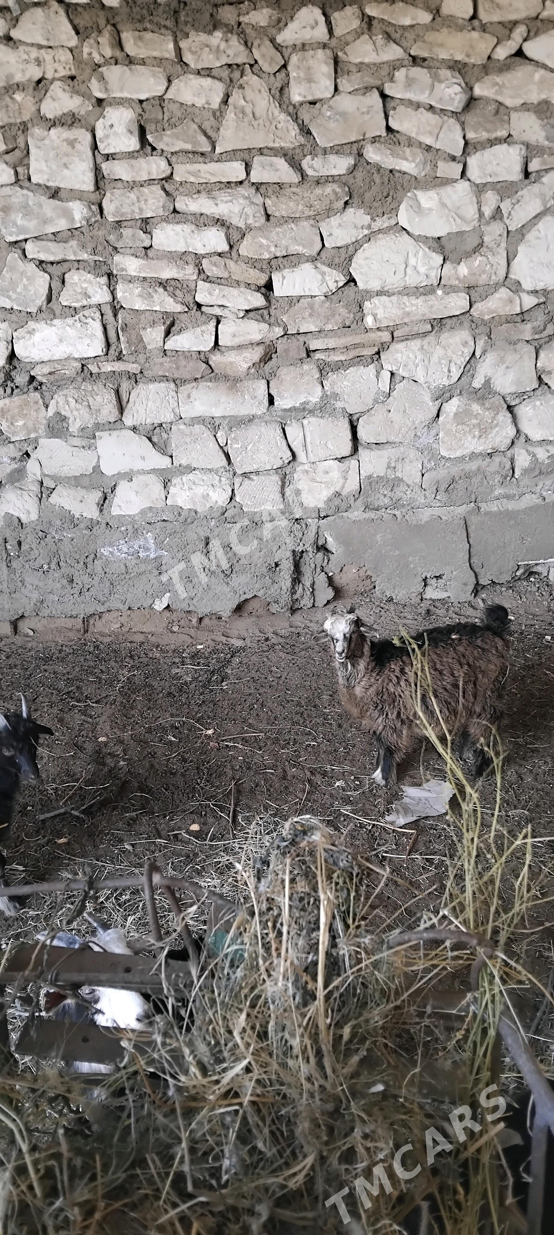 çebyş - Türkmenbaşy - img 2