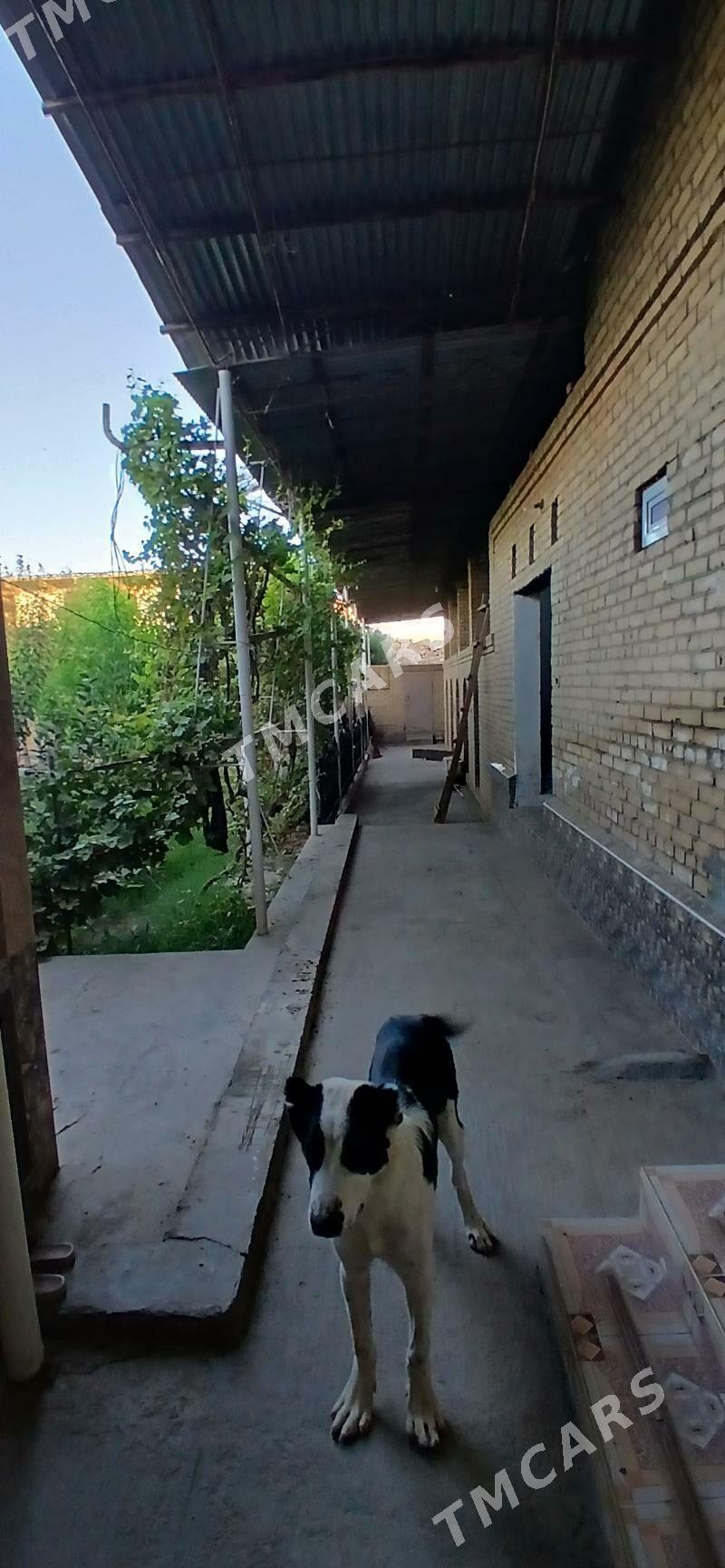 Budÿon'da jaÿ kärende - Türkmenabat - img 2