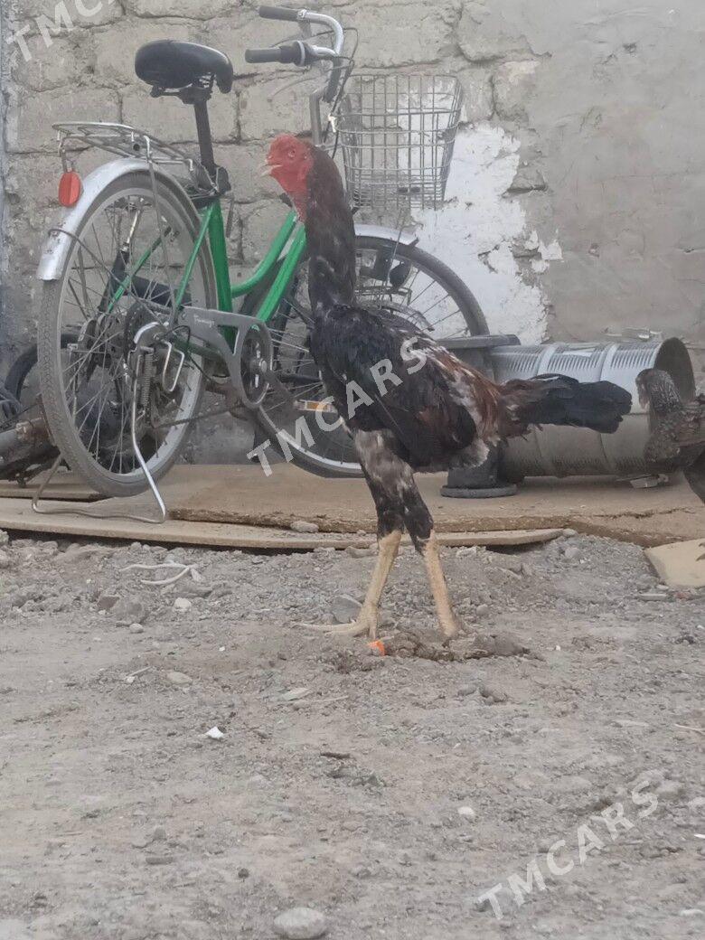 Taşkent - Garadamak - img 2