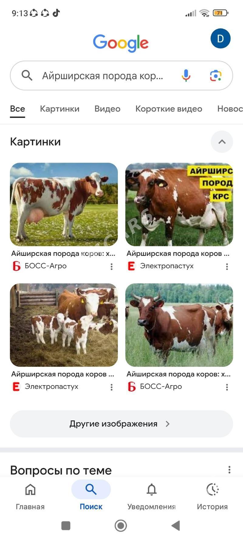 Айрширская порода унажын - Туркменабат - img 2