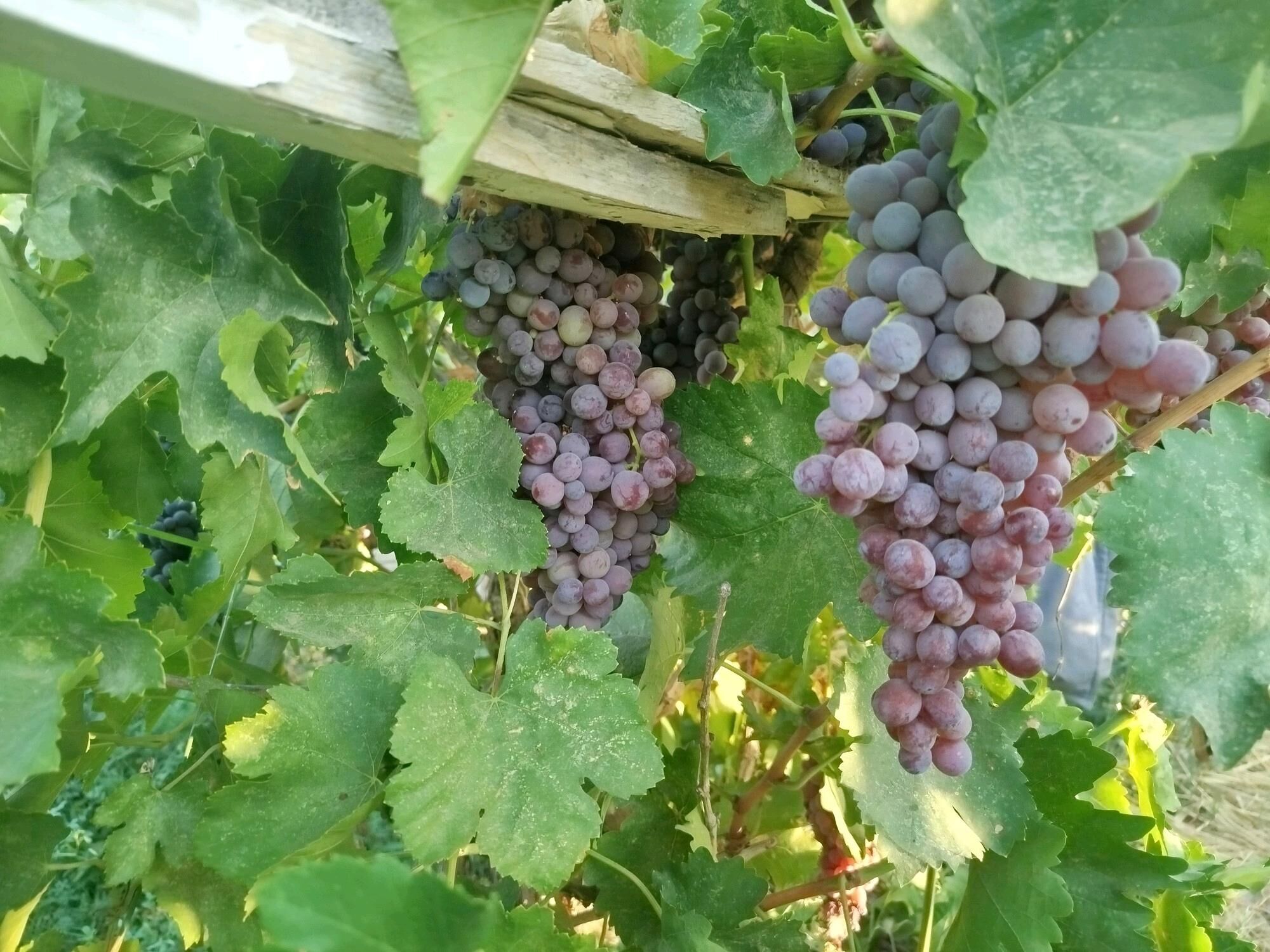 Srocny satlyk daca - Türkmenabat - img 3