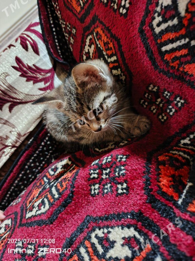 Pişik - Дашогуз - img 2