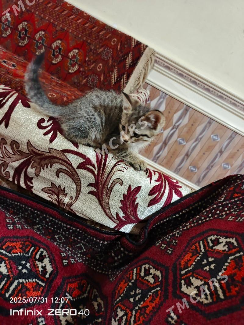 Pişik - Дашогуз - img 3