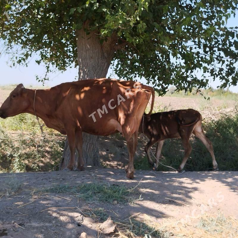 goleli inek süt baryar - Çärjew - img 7