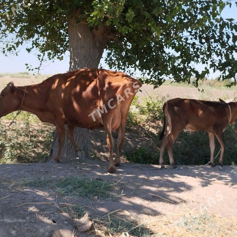 goleli inek süt baryar - Çärjew - img 3