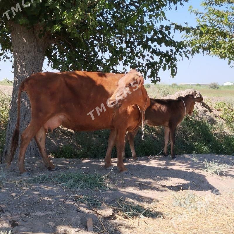 goleli inek süt baryar - Çärjew - img 5