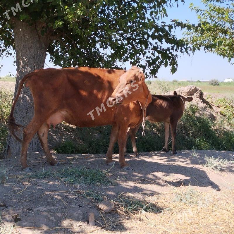 goleli inek süt baryar - Çärjew - img 6