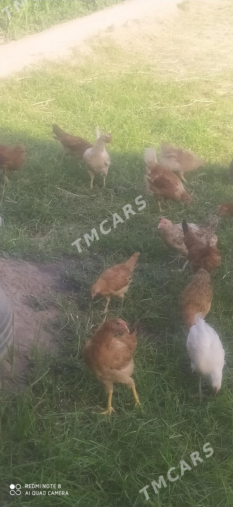 TOWUK JUJE. - Halaç - img 2