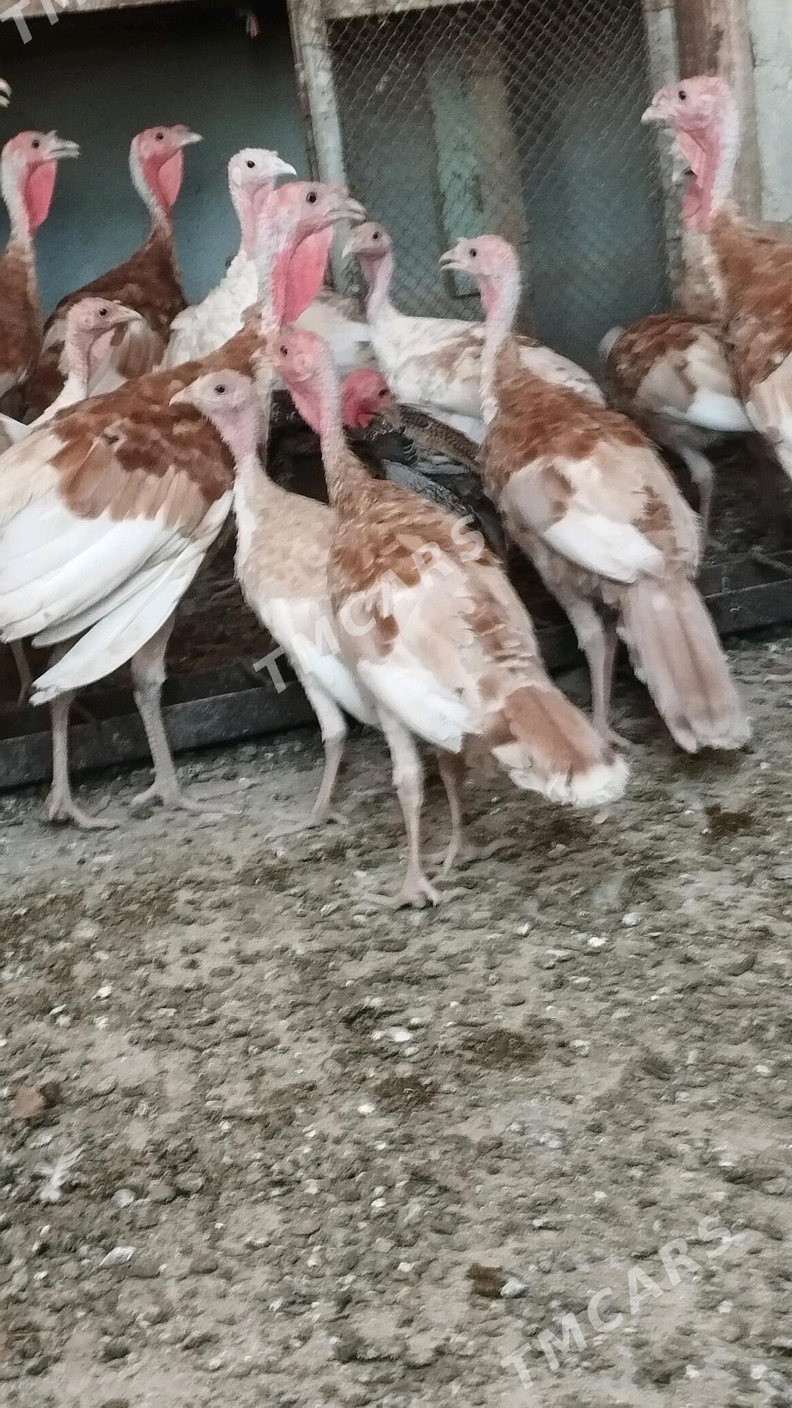 İnduk - Gyzylarbat - img 2